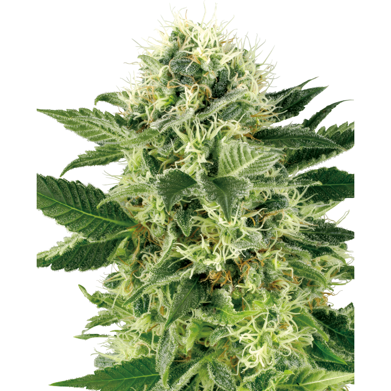 Northern Lights - Féminisée - White Label Sensi Seeds