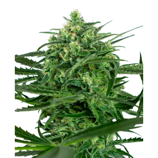 Sensi Amnesia -  Féminisée - Sensi Seeds
