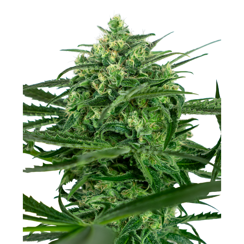 Sensi Amnesia -  Féminisée - Sensi Seeds Sensi Amnesia -  Féminisée - Sensi Seeds