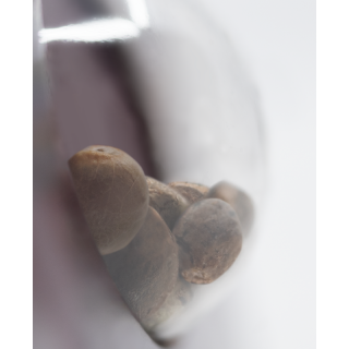 Sensi Amnesia -  Féminisée - Sensi Seeds Sensi Amnesia -  Féminisée - Sensi Seeds