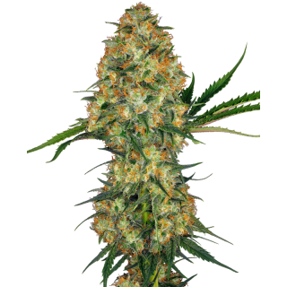 Hindu Kush - Féminisée - Sensi Seeds