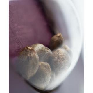 Hindu Kush - Féminisée - Sensi Seeds