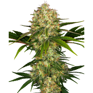 Afghani 1 - FEM - Sensi Seeds