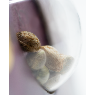 Northern Lights 5 x Haze - Féminisée - Sensi Seeds