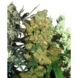 Feminized Mix - Féminisée - Sensi Seeds