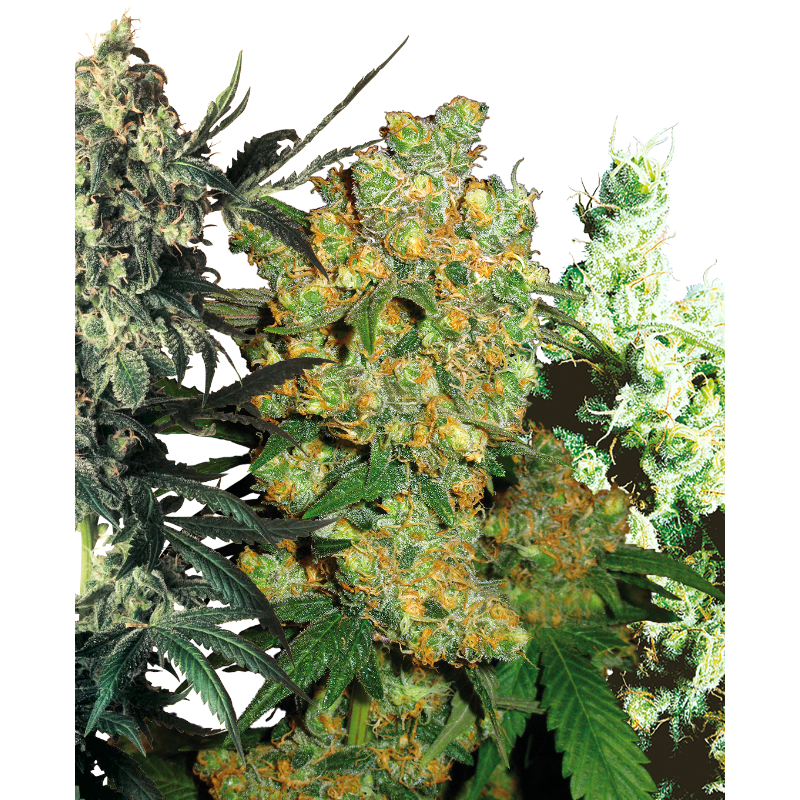 Feminized Mix - Féminisée - Sensi Seeds