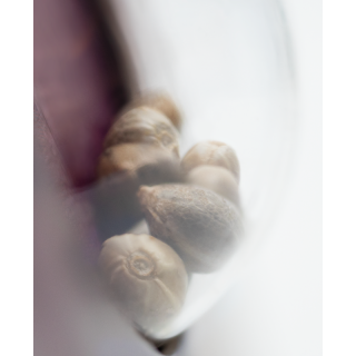 Jack Flash 5 - Féminisée - Sensi Seeds Jack Flash 5 - Féminisée - Sensi Seeds