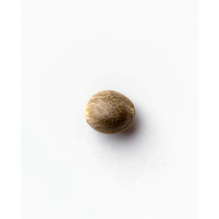 Jack Flash 5 - Féminisée - Sensi Seeds