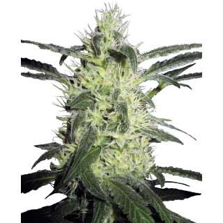 Silver Haze - FEM - Sensi Seeds