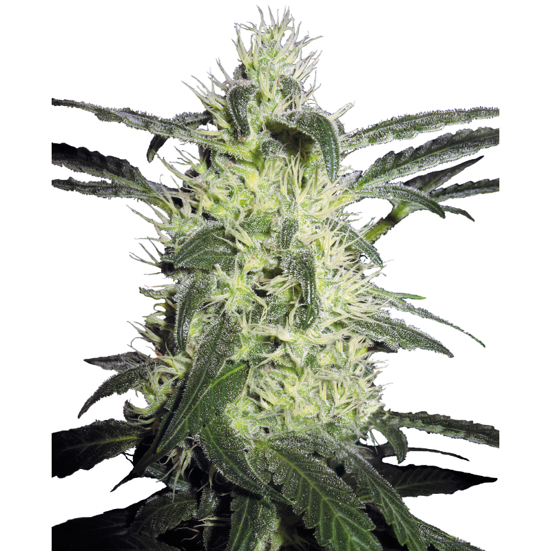 Silver Haze - Féminisée - Sensi Seeds