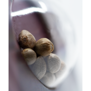 Silver Haze - Féminisée - Sensi Seeds