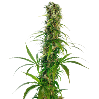Michka® - FEM - Sensi Seeds