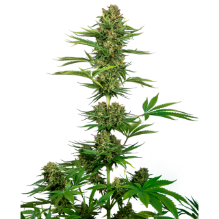 Satin Black Domina CBD - FEM - Sensi Seeds