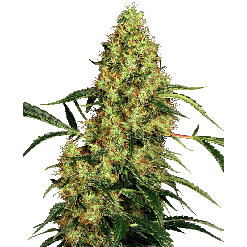 Mexican Sativa - Féminisée - Sensi Seeds