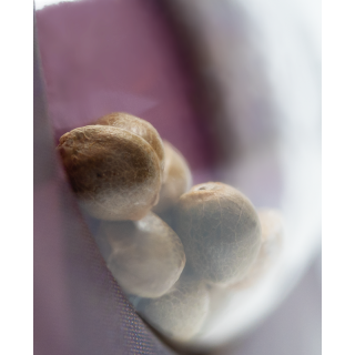 Mexican Sativa - Féminisée - Sensi Seeds