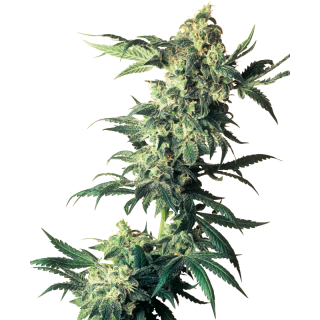 Northern Lights - Féminisée - Sensi Seeds