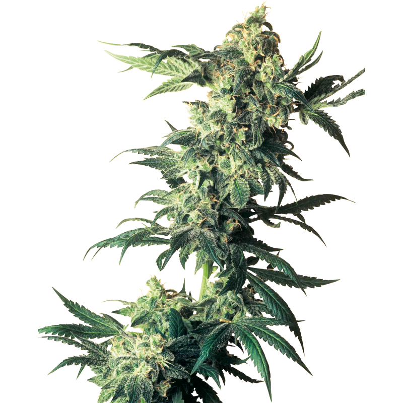 Northern Lights - Féminisée - Sensi Seeds
