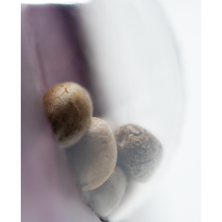Northern Lights - Féminisée - Sensi Seeds