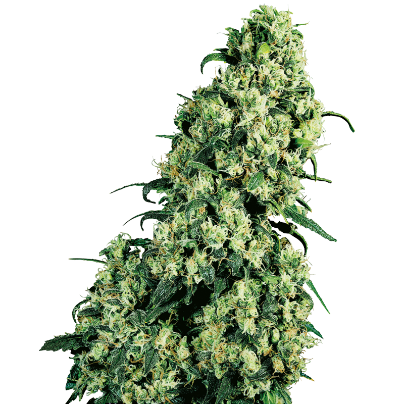 Skunk No 1 - Féminisée - Sensi Seeds