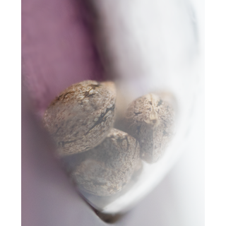 Skunk No 1 - Féminisée - Sensi Seeds