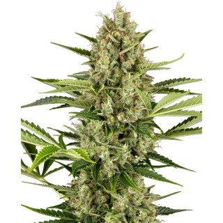 Jack Herer - Autofloraison - Sensi Seeds