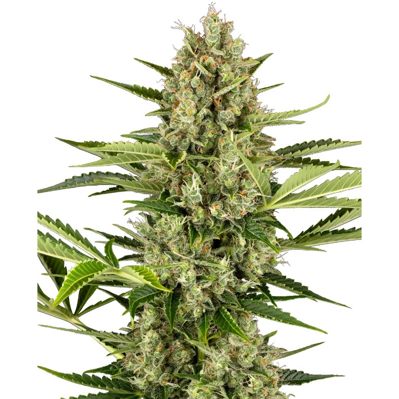 Jack Herer - Autofloraison - Sensi Seeds
