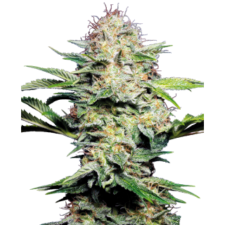 Sensi Skunk - Autofloraison - Sensi Seeds