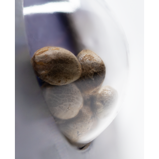 Sensi Skunk - Autofloraison - Sensi Seeds