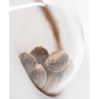 Sweet Tangerine Tango - Autofloraison - Sensi Seeds