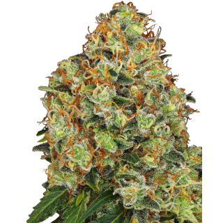 Sweet Tangerine Tango - Autofloraison - Sensi Seeds