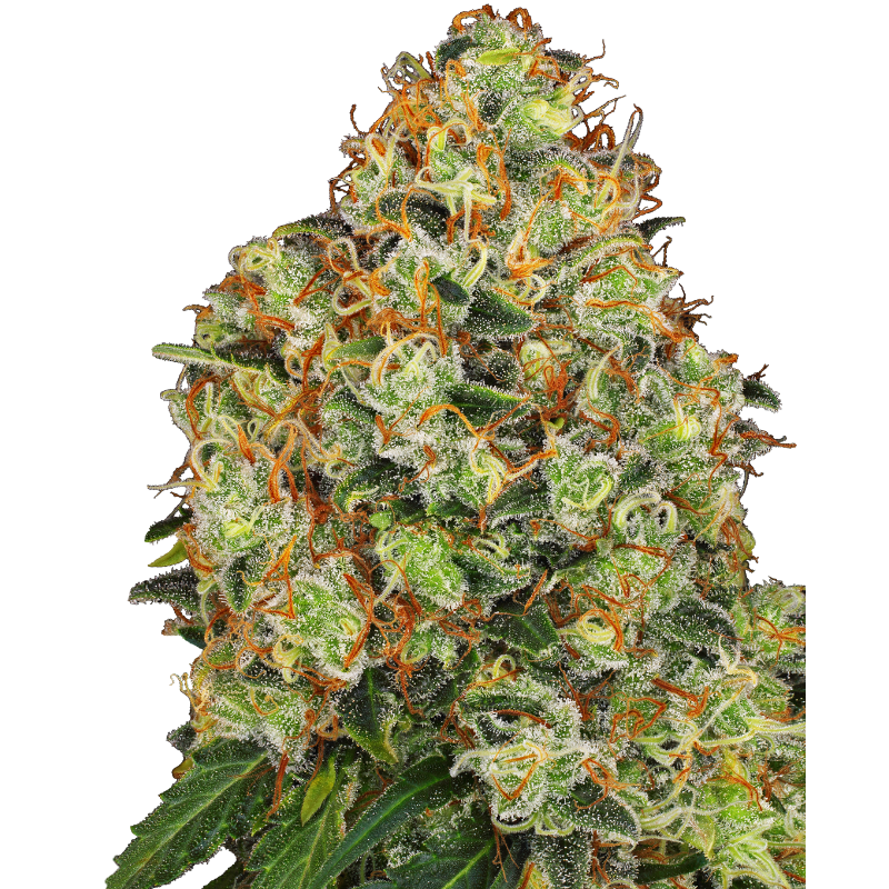 Sweet Tangerine Tango - Autofloraison - Sensi Seeds