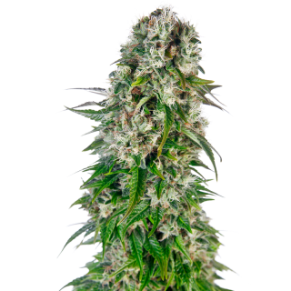 Big Bud - Autofloraison - Sensi Seeds