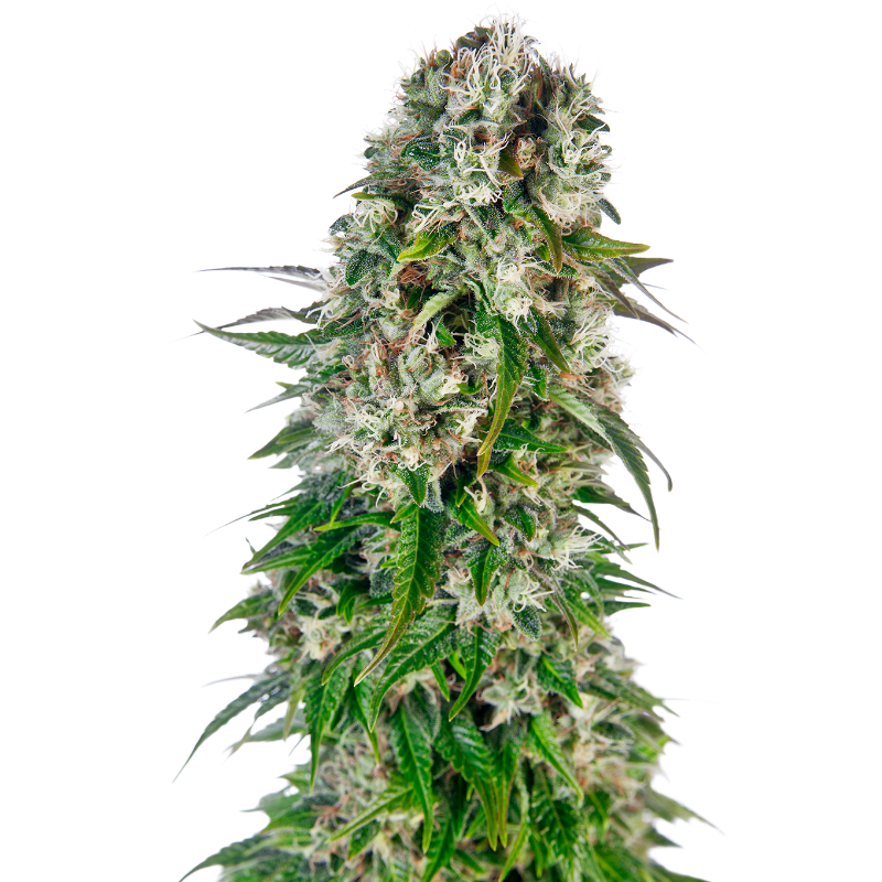 Big Bud - Autofloraison - Sensi Seeds