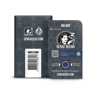 Big Bud - Autofloraison - Sensi Seeds