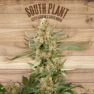 South plant the plant organic seeds