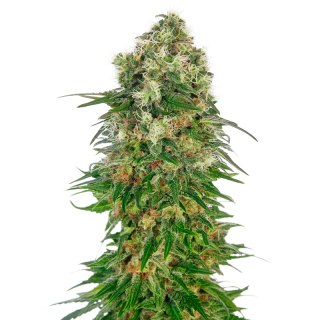 Shiva Skunk - Autofloraison - Sensi Seeds