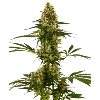 Blue Bullet - Autofloraison - Sensi Seeds