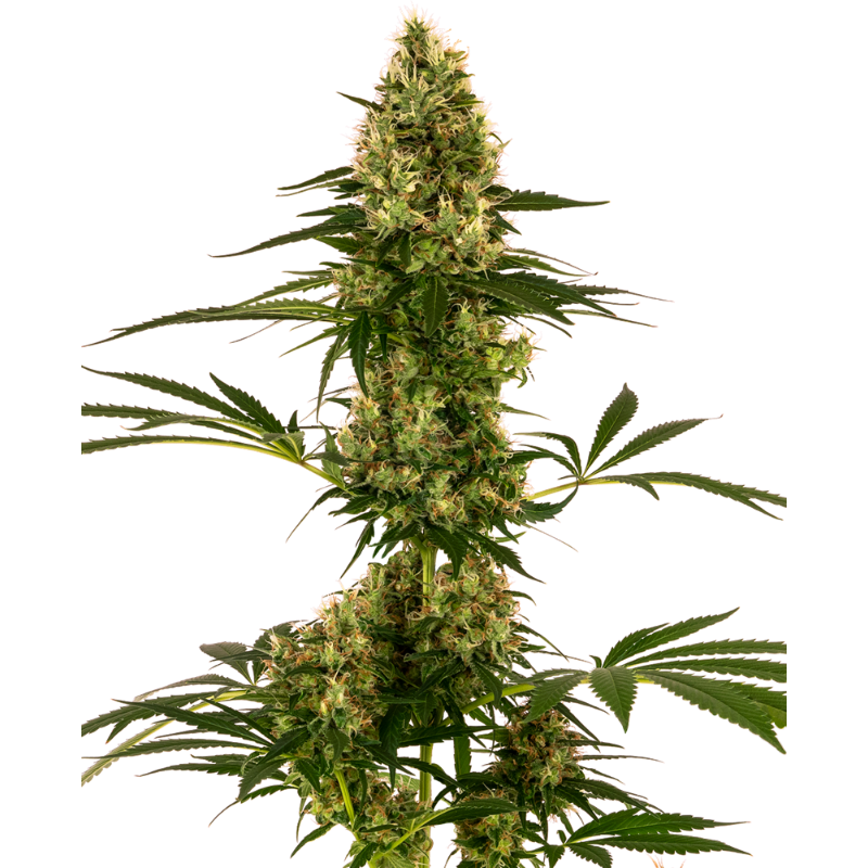 Blue Bullet - Autofloraison - Sensi Seeds