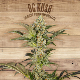 Og kush the plant organic seeds