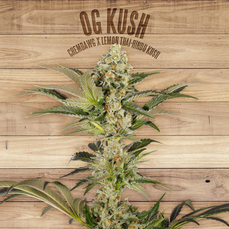OG Kush - Féminisée - The Plant Organic Seeds - Graines de Collection
