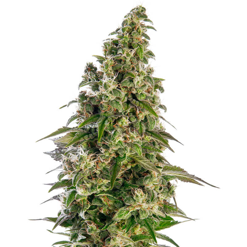 Afghani #1 - Autofloraison - Sensi Seeds | ROOTS-SEEDS.FR