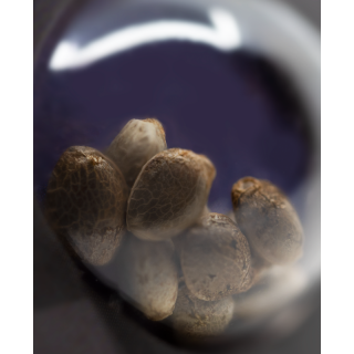 Afghani #1 - Autofloraison - Sensi Seeds | ROOTS-SEEDS.FR