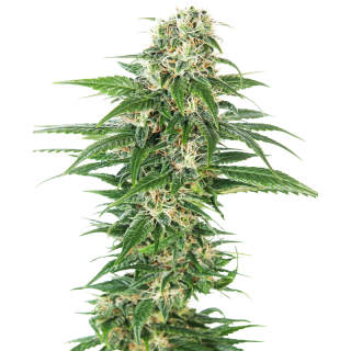 Early Skunk - AUTO - Sensi Seeds