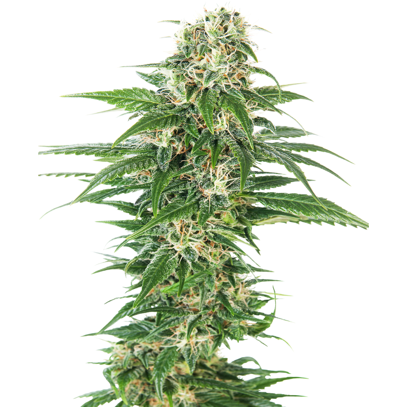 Early Skunk - Autofloraison - Sensi Seeds