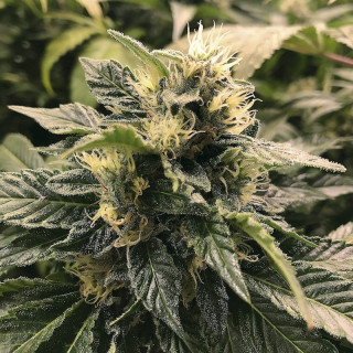 Og kush the plant organic seeds