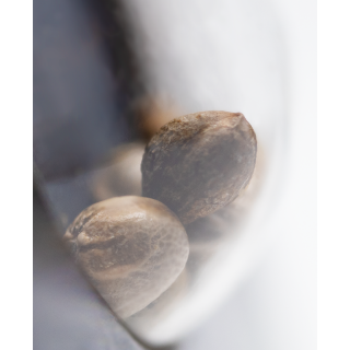 Early Skunk - Autofloraison - Sensi Seeds
