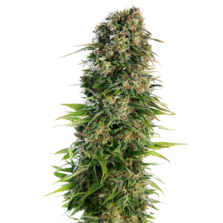 Hindu Kush - AUTO - Sensi Seeds