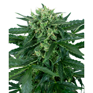 Sensi Amnesia - Autofloraison - Sensi Seeds | ROOTS-SEEDS.FR