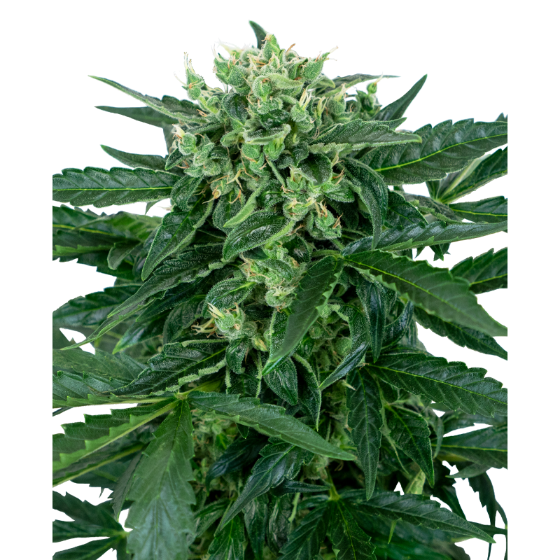 Sensi Amnesia - Autofloraison - Sensi Seeds | ROOTS-SEEDS.FR