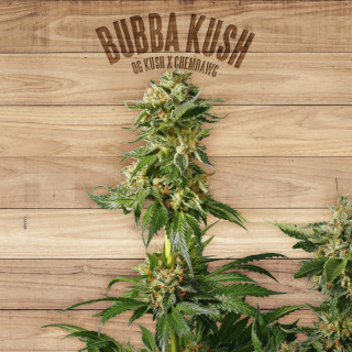 Bubba kush the plant organic seeds Graines de Collection